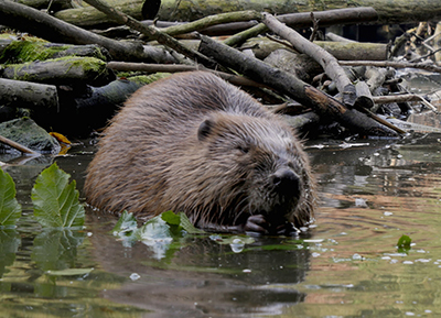 关注海狸：博世摄像机助力罕有的海狸纪录片拍摄
